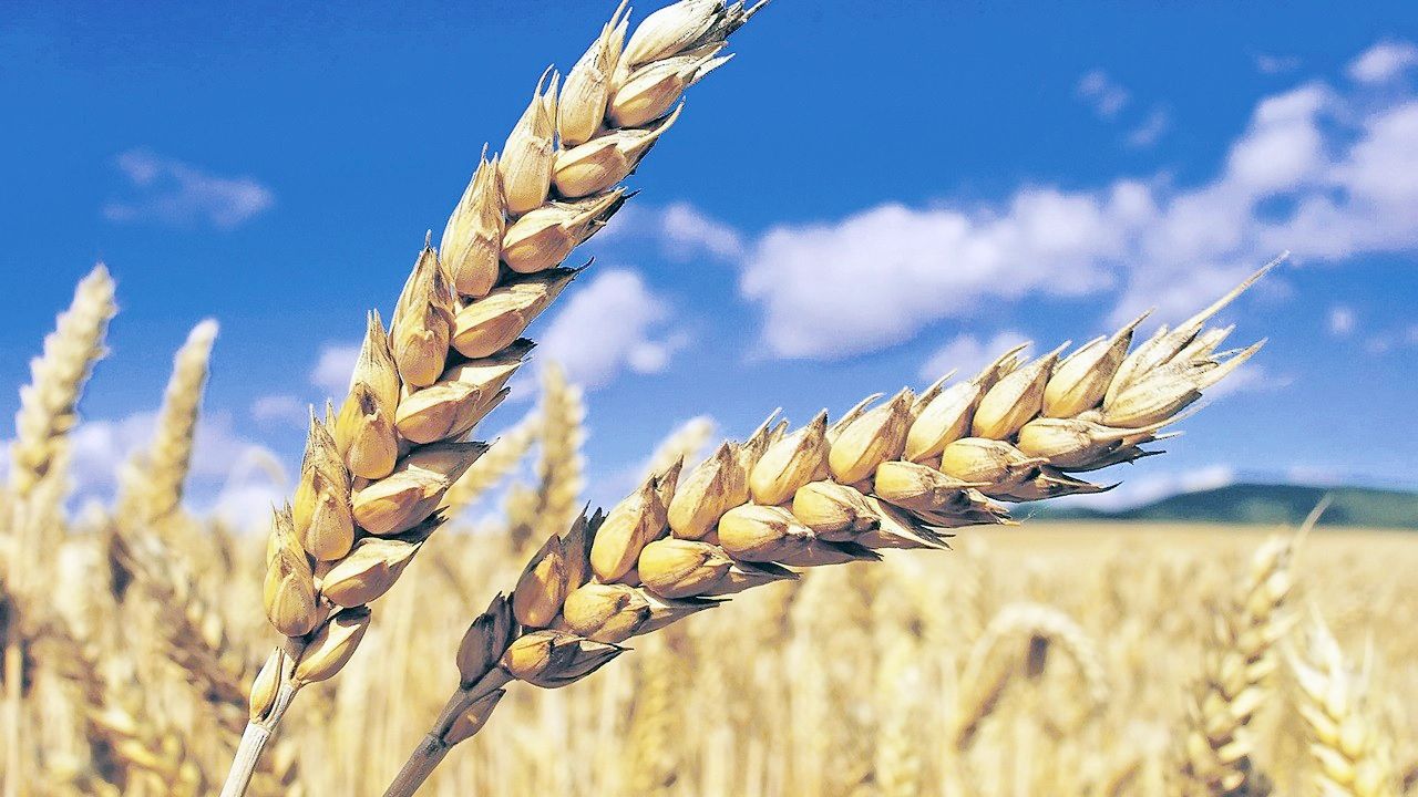Tarım-ÜFE yıllık yüzde 71,96 arttı
