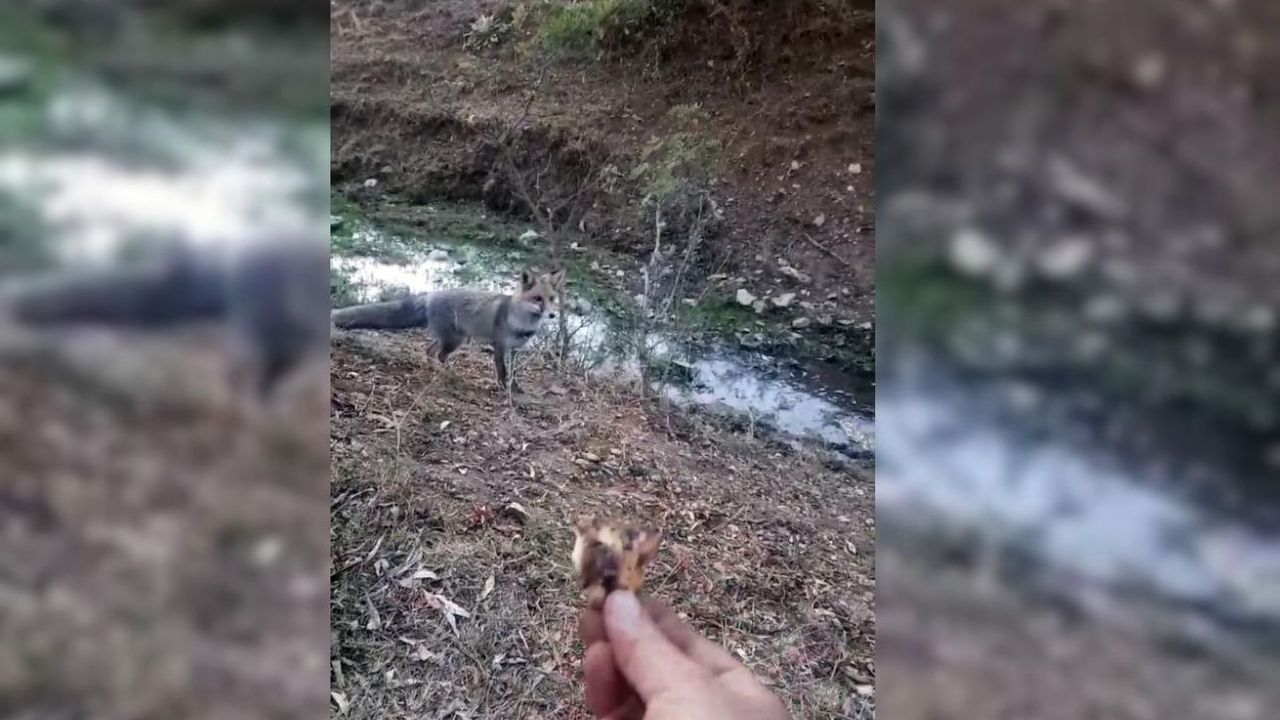 Kirazlı Göleti'nde tilkiyi elleriyle besledi