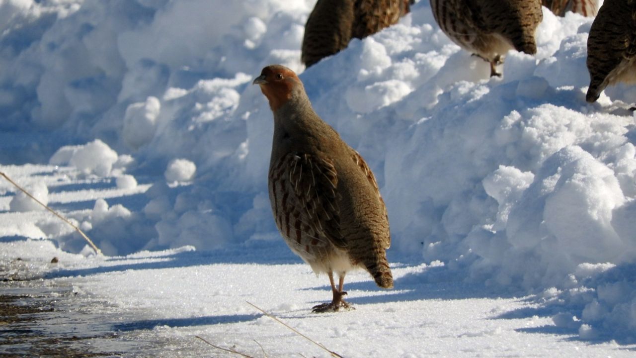 Karlar üzerinde yiyecek ararken görüntülendiler!