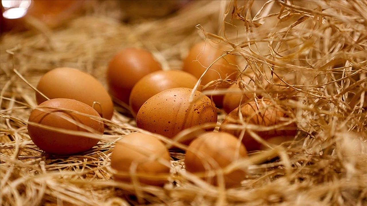 Tavuk yumurtası üretimi azaldı: Yumurta zammına yansır mı?