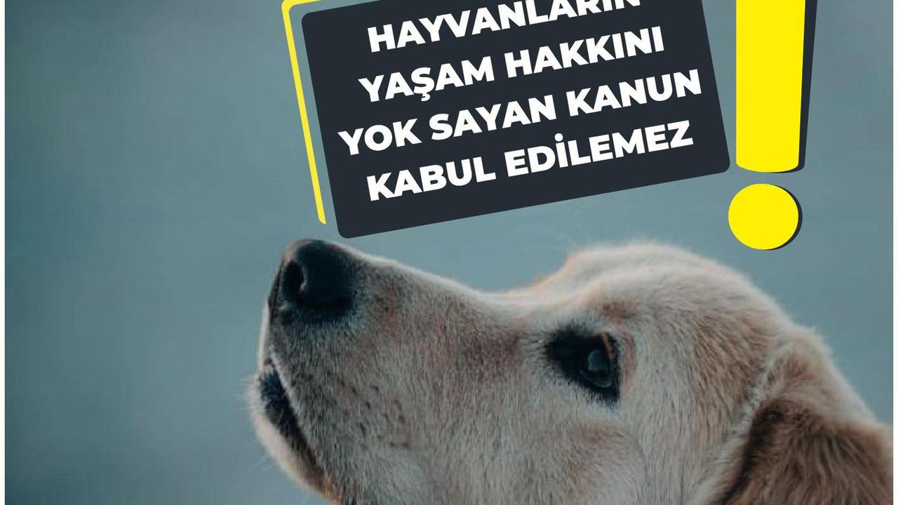 Tuygun: "Bu katliamdır!"