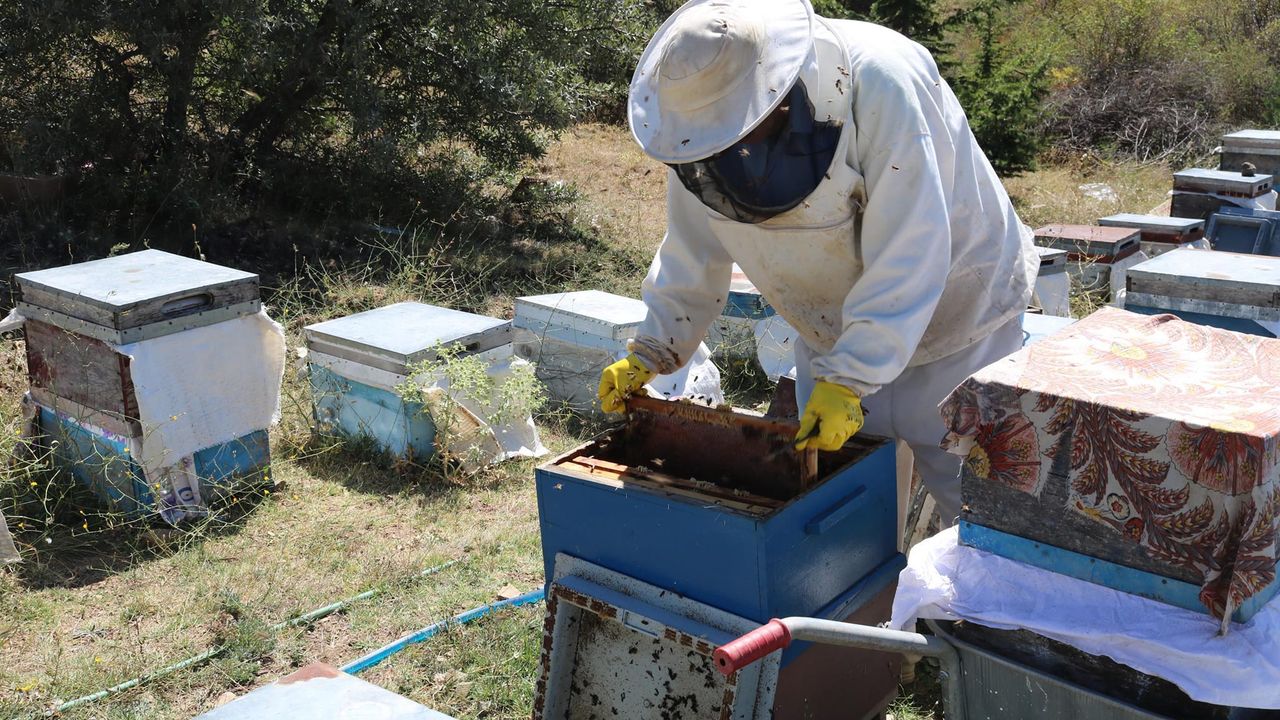 Yeni proje ekonomiye katkı sunacak… Yozgat Çamlık Bal Ormanı'nda ilk!