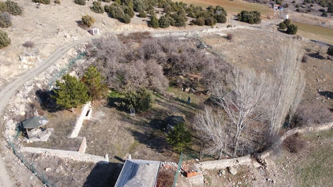 Yozgat'ta bu ağaç tam 2 bin 600 yıllık!