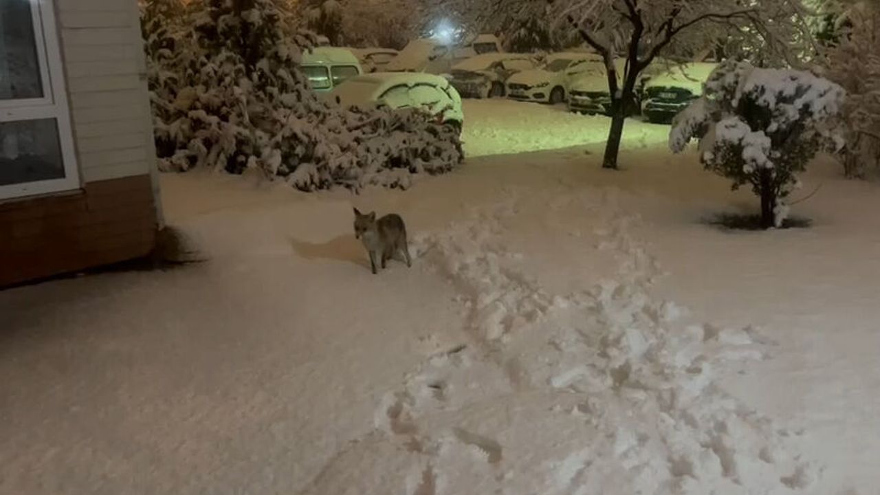 Yozgat'ta tilki şehir merkezine indi