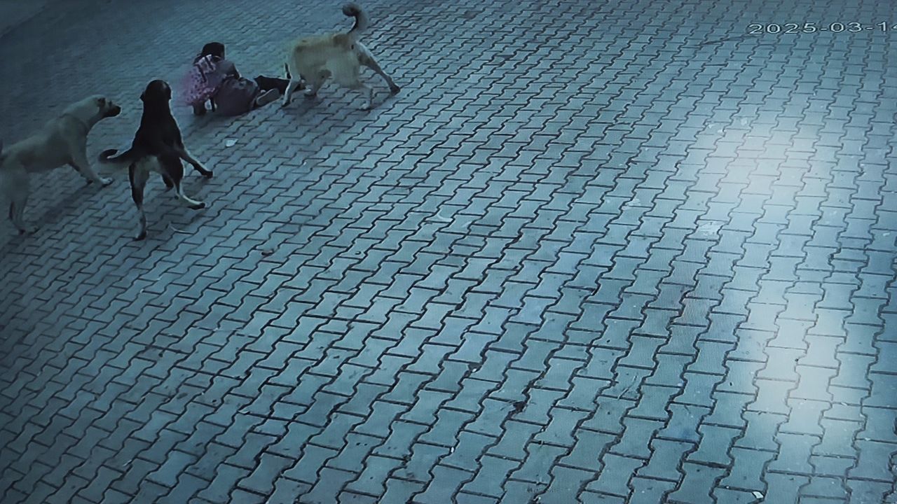 10 yaşındaki öğrenci, sürü halinde dolaşan köpeklerin saldırısına uğradı