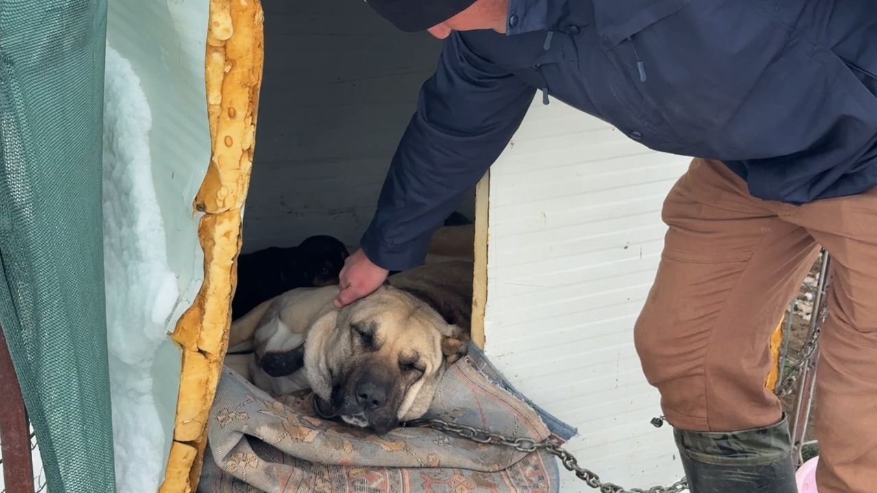 Anneleri ölen yavru kurtlara kangal köpeği annelik etti!
