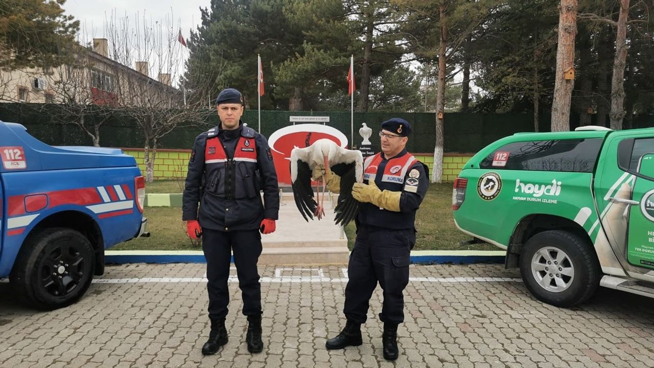 Yozgat'ta yaralı leylek tedavi altına alındı