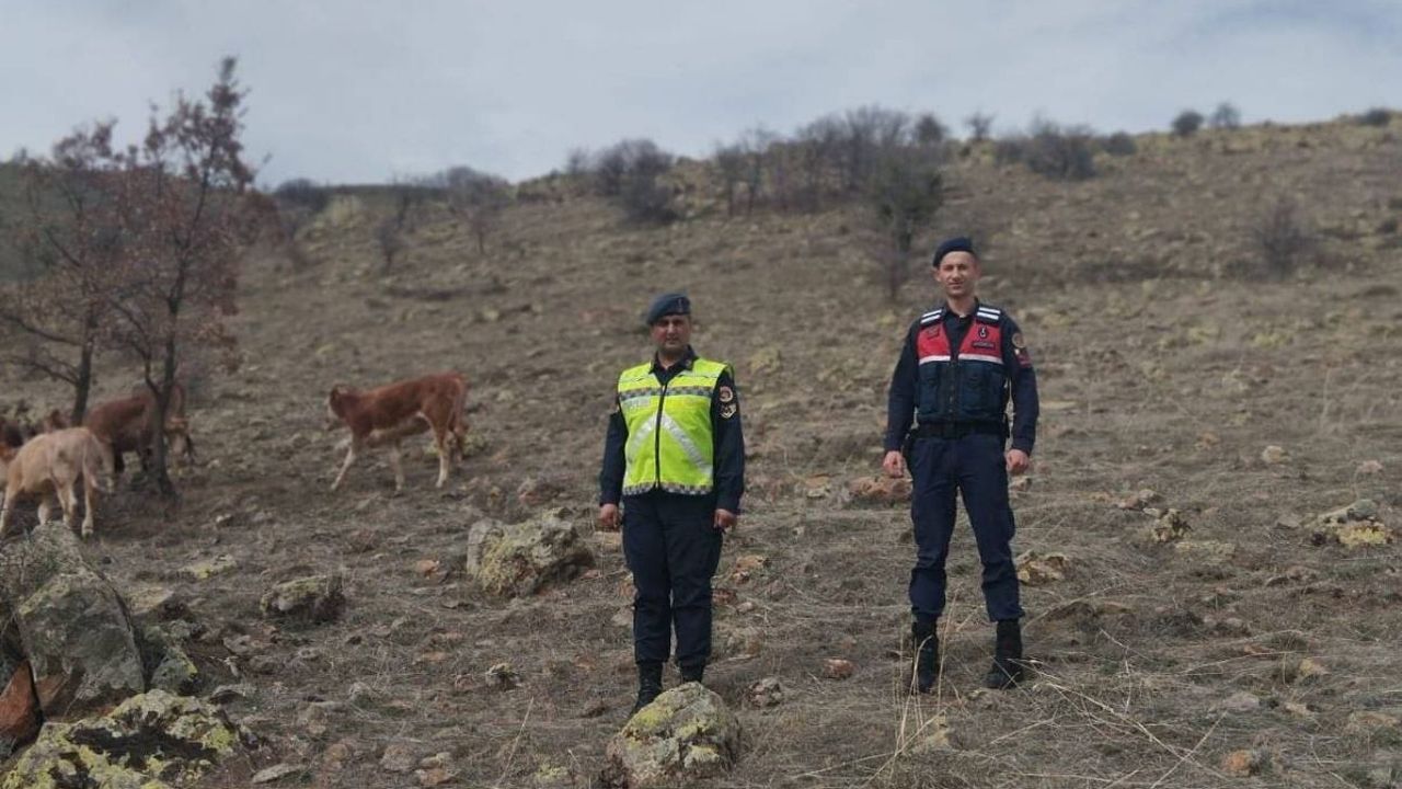 Yozgat’ta kaybolan hayvanları jandarma buldu