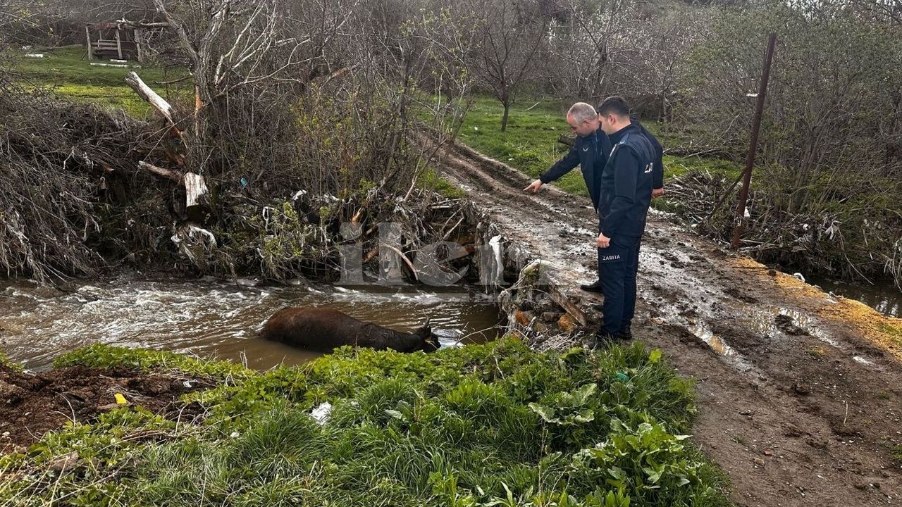 Yozgat’ta zabıta dereye atılan ölü hayvanı buldu!