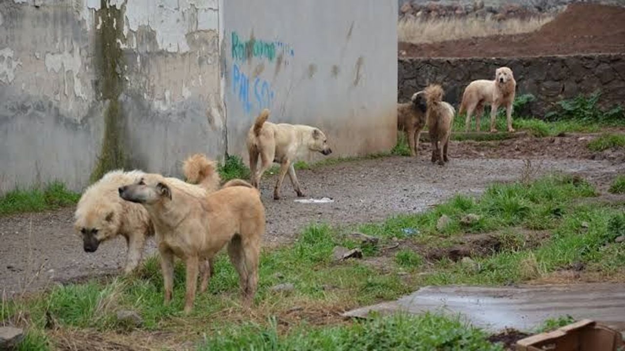 Yozgat'ta sokağa bırakanlara ağır yaptırım uygulanacak!