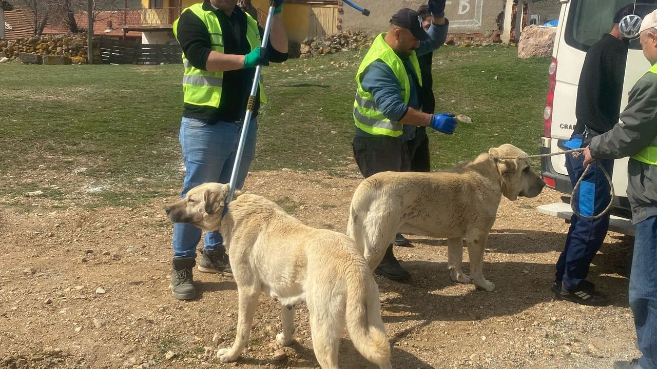 Yozgat'ta hayvanlar bakım evlerine ulaştırılıyor