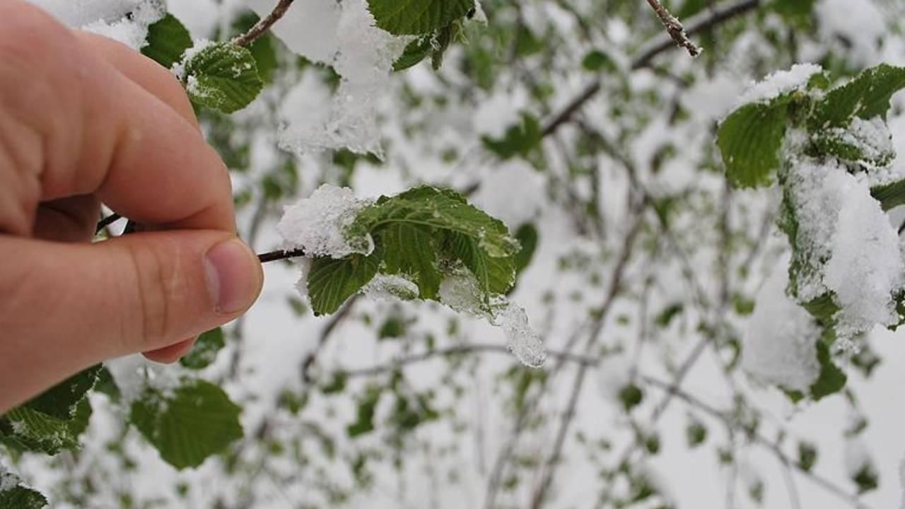 Bakan Yumaklı’dan zirai don uyarısı: Gelişigüzel müdahale etmeyin!