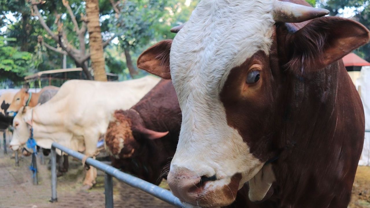 2025 yılı kurban vekalet ücretleri açıklandı