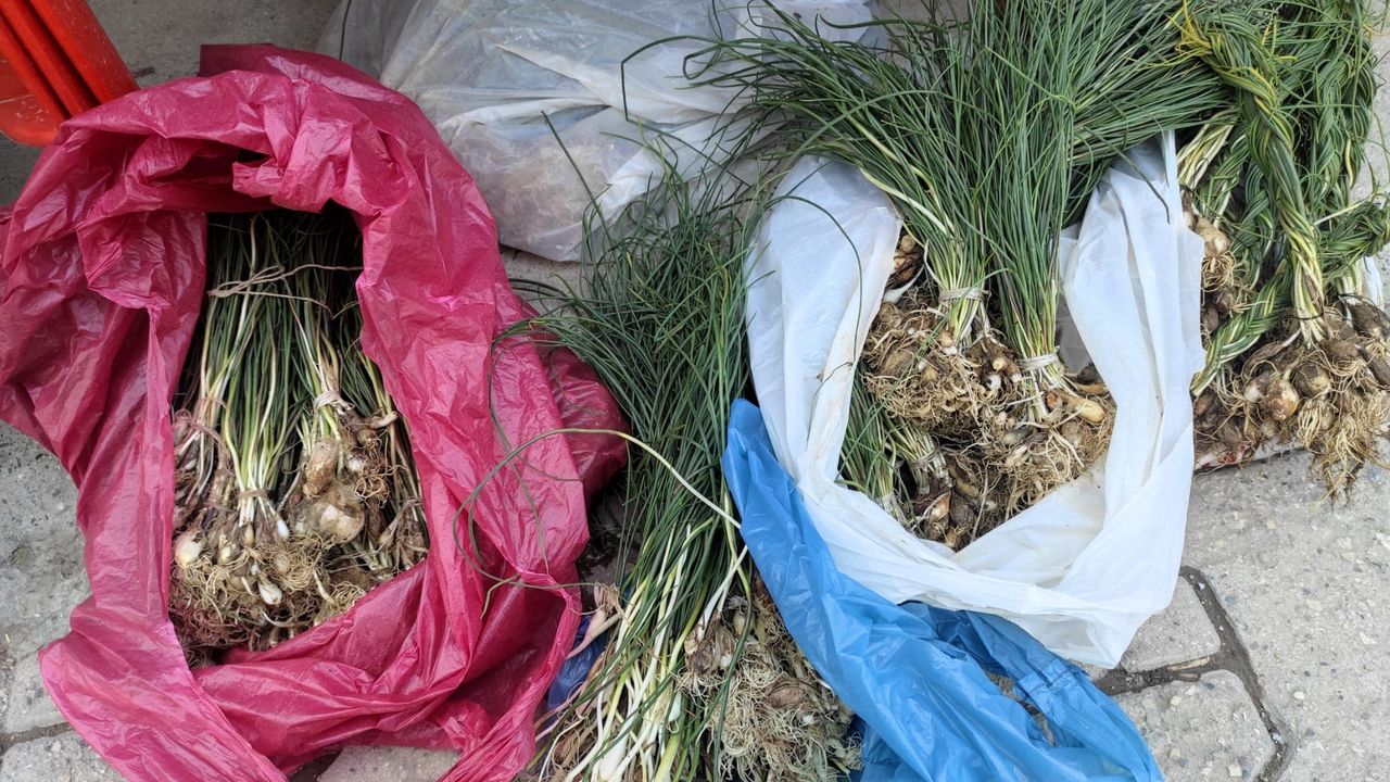 Dağlardan toplanıyor… Kilosu 10 bin TL!