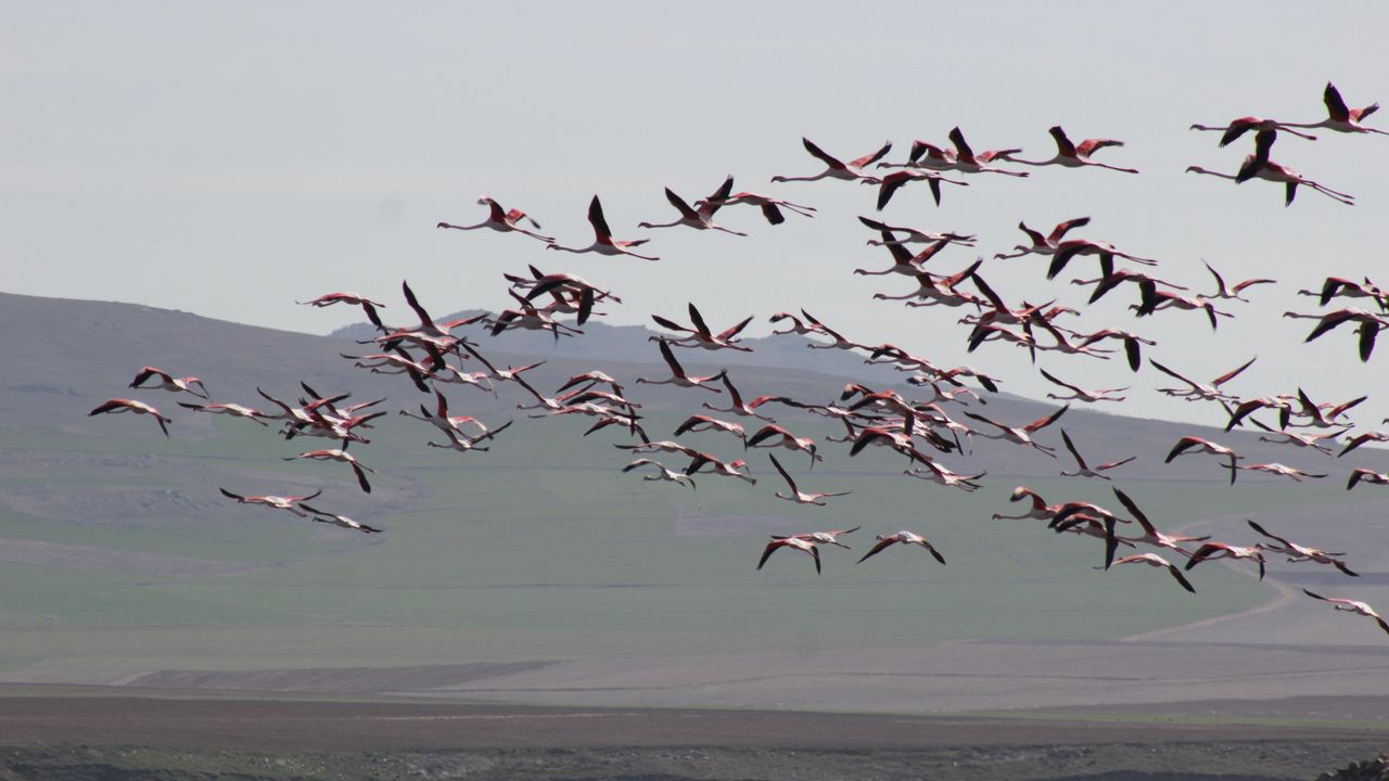 Flamingolar bu yıl da Yozgat’ta!