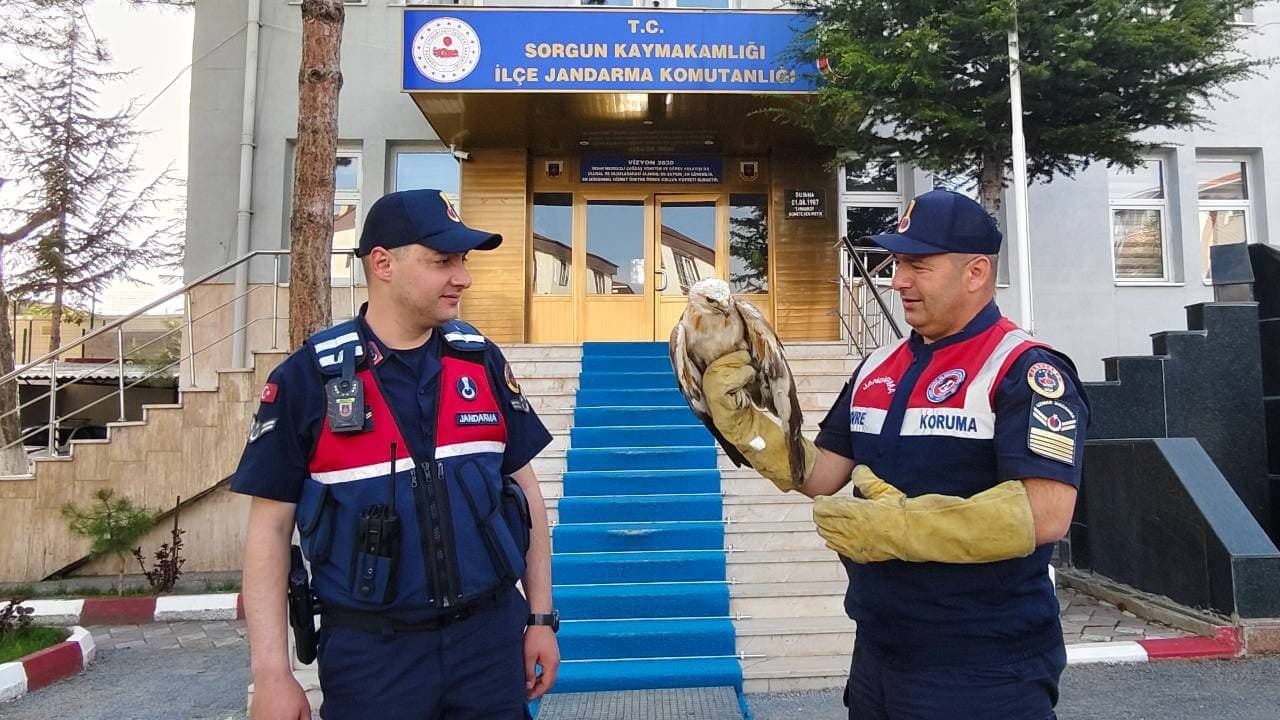 Yozgat Jandarması yaralı şahini tedavi etti