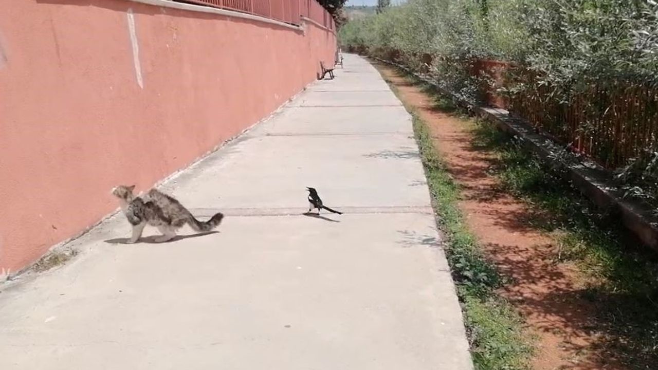 Karganın tehlikeli oyunu, çizgi film sahnelerini aratmadı