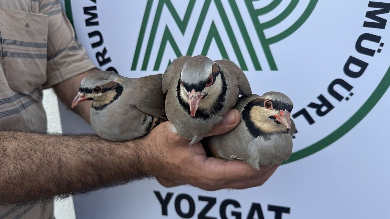 Yozgat'ta 18 yılda 216 bin kınalı keklik üretildi!