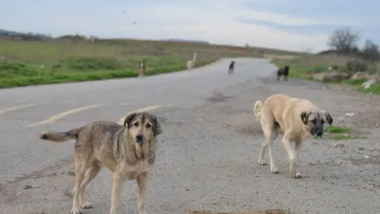 Sahipli hayvanını sokağa bırakanlar ceza ödeyecek!