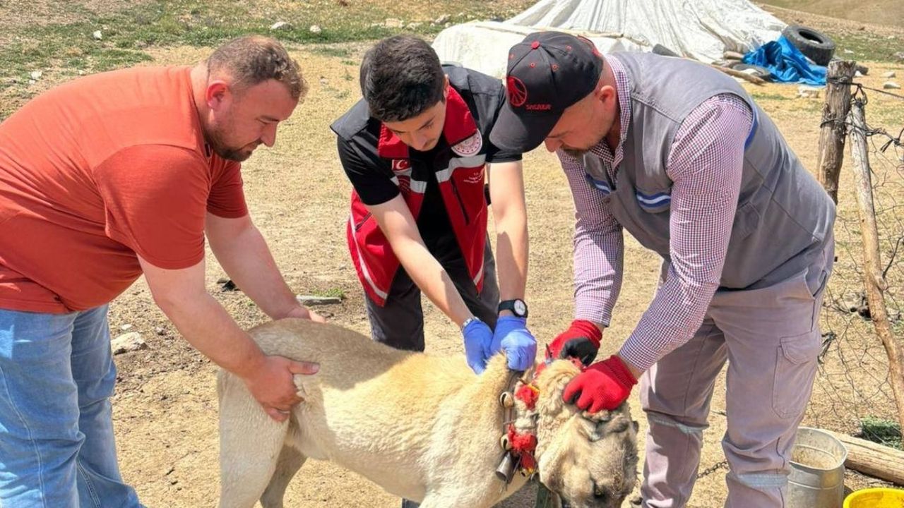 Yozgat'ta mikroçip çalışmaları sürüyor
