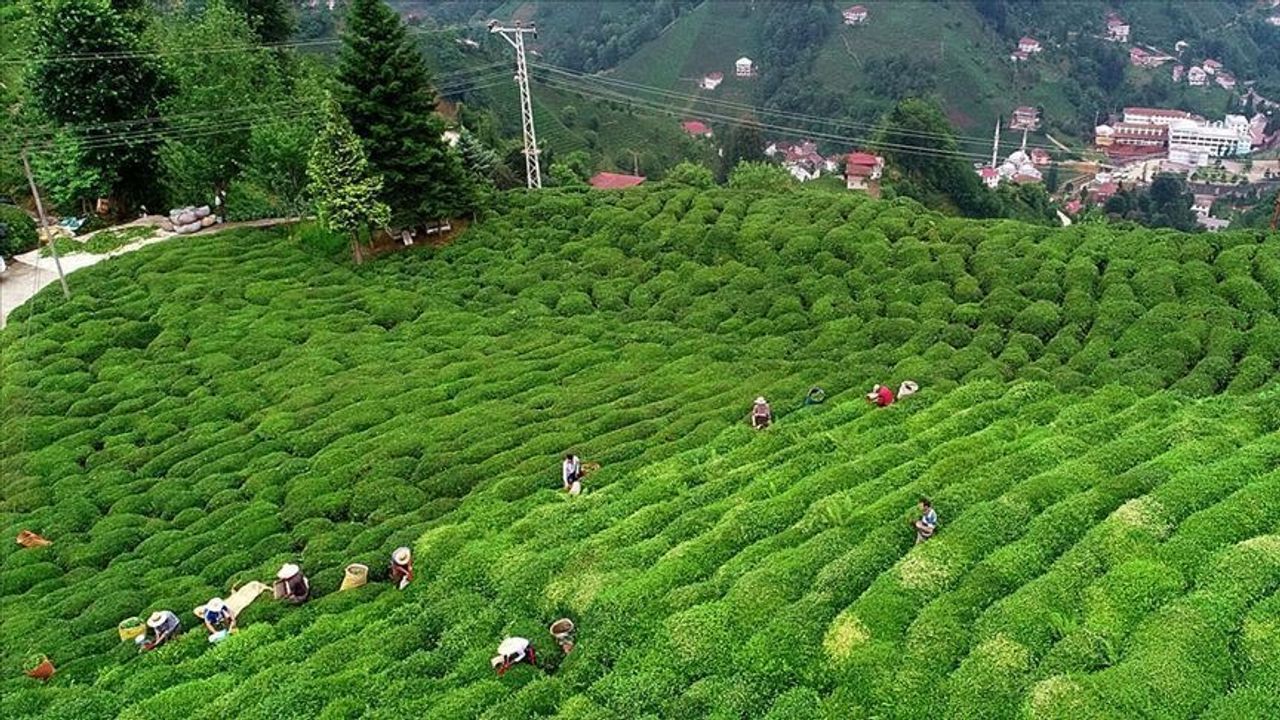 Ünlü çay markasında büyük skandal: Taklit ve tağşiş listesine alındı