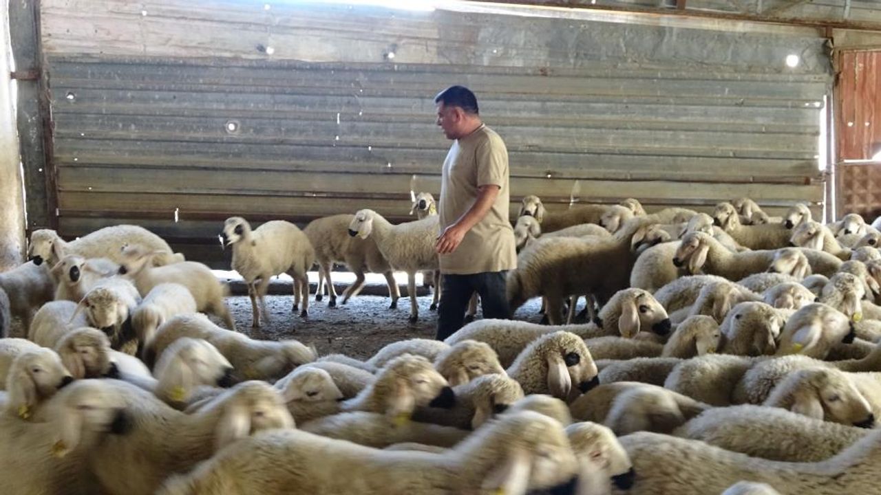 Yozgat'ta kırkma mesaisi başladı