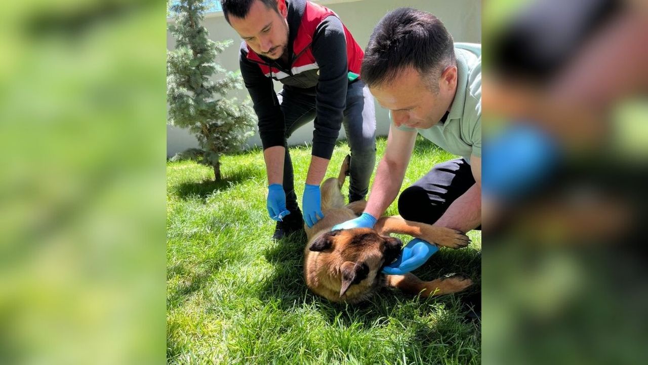 Saraykent Kaymakamı evcil hayvanına mikroçip takıldı