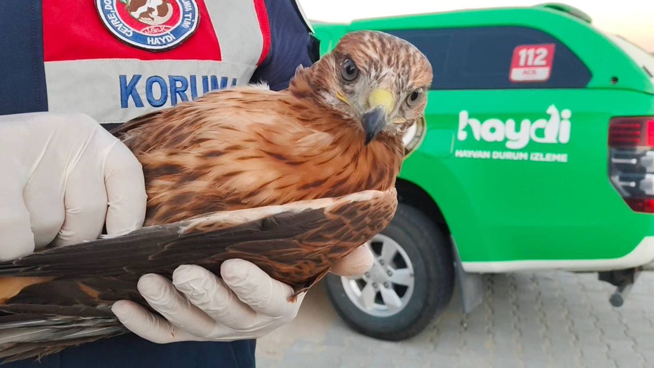 Yozgat'ta yaralı şahin teslim edildi