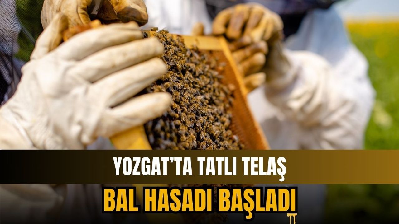 Yozgat’ta tatlı telaş: Bal hasadı başladı