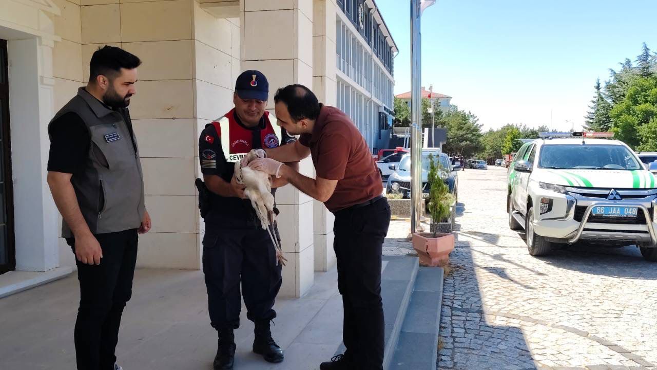 Yaralı leyleğe müdahale edildi