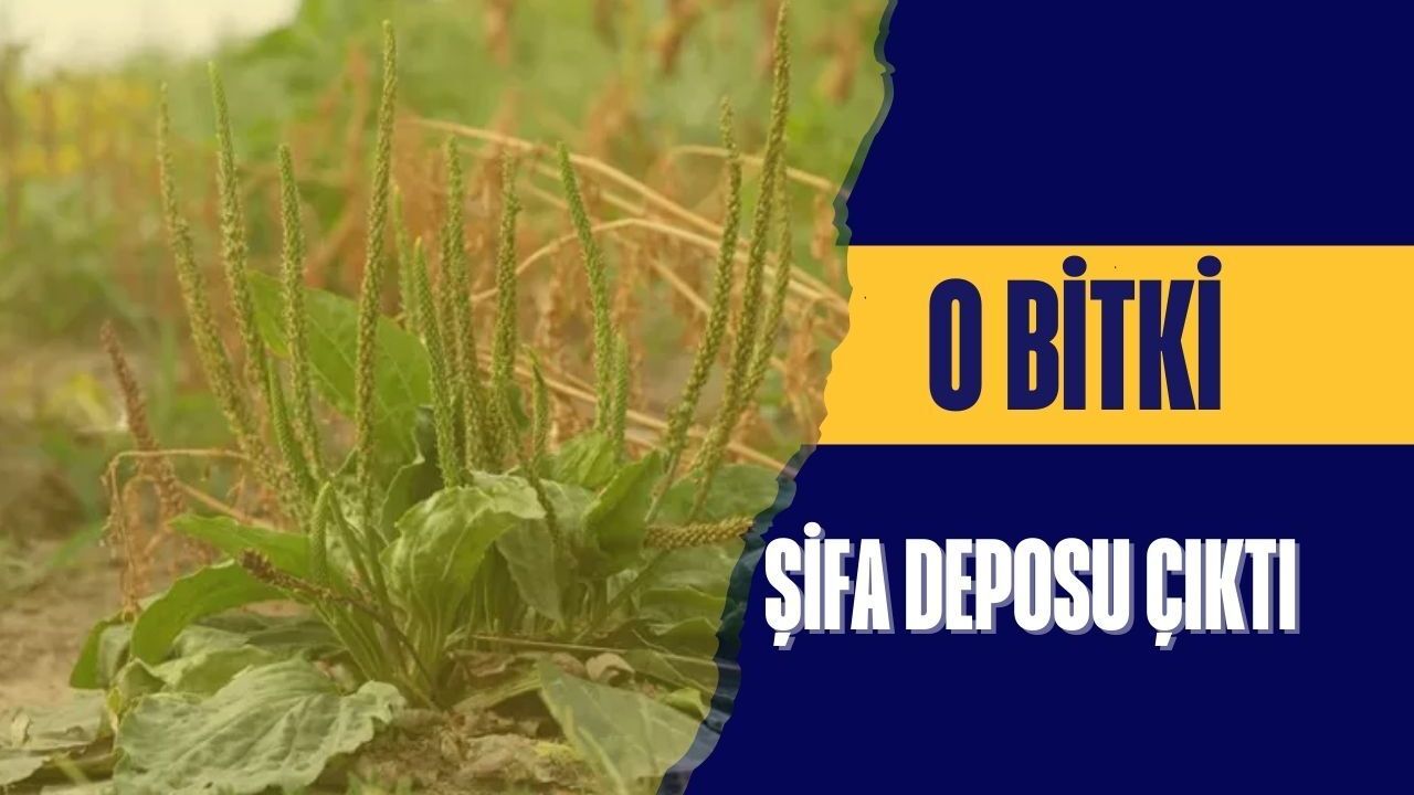 Kendiliğinden yetişen o bitki şifa deposu çıktı