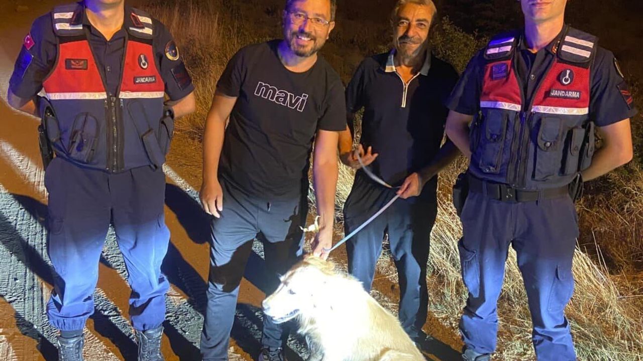 Yozgat'ta aranan köpek sahibine verildi!