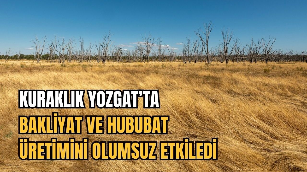 Kuraklık Yozgat’ta bakliyat ve hububat üretimini olumsuz etkiledi