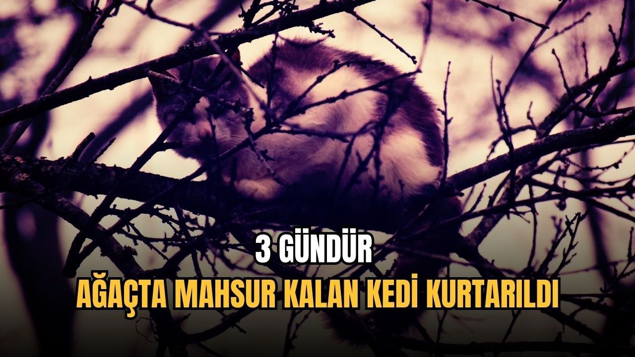 3 gündür ağaçta mahsur kalan kedi kurtarıldı