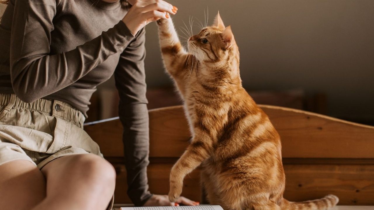 Patili dostlarımızın bunu yapma sebebi buymuş