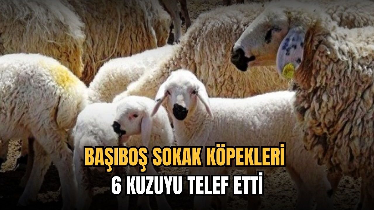 Başıboş sokak köpekleri 6 kuzuyu telef etti