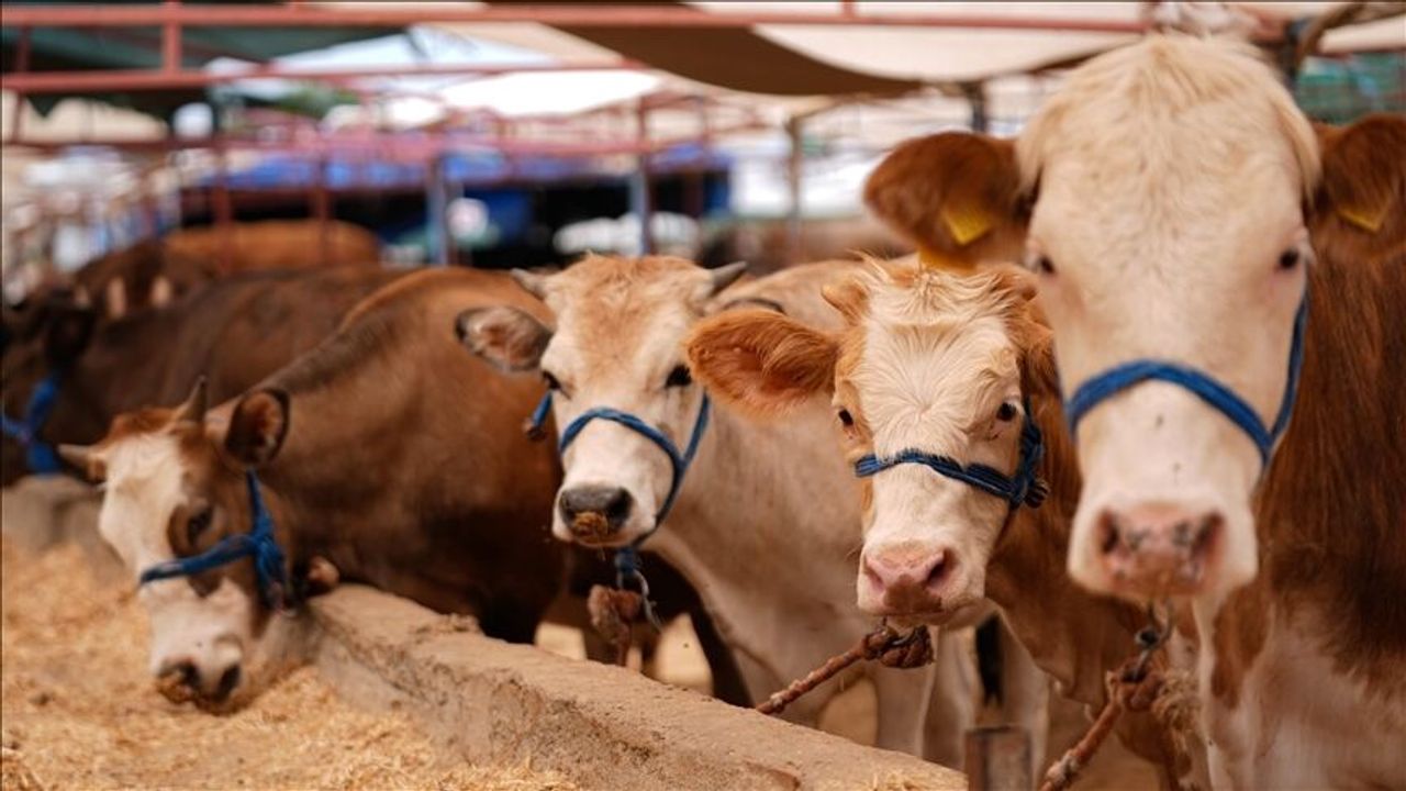 Yozgat’ta şap hastalığına karşı tedbirler sıkılaştırıldı