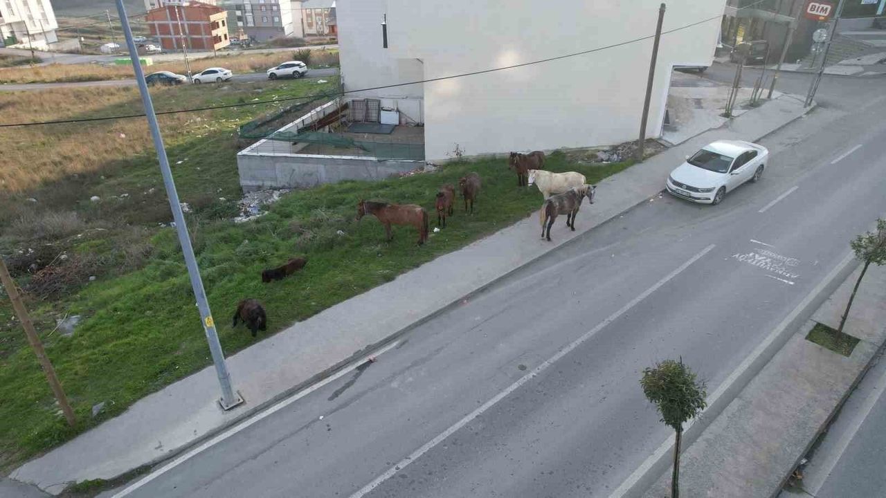 Başıboş gezen atlar tehlike saçıyor