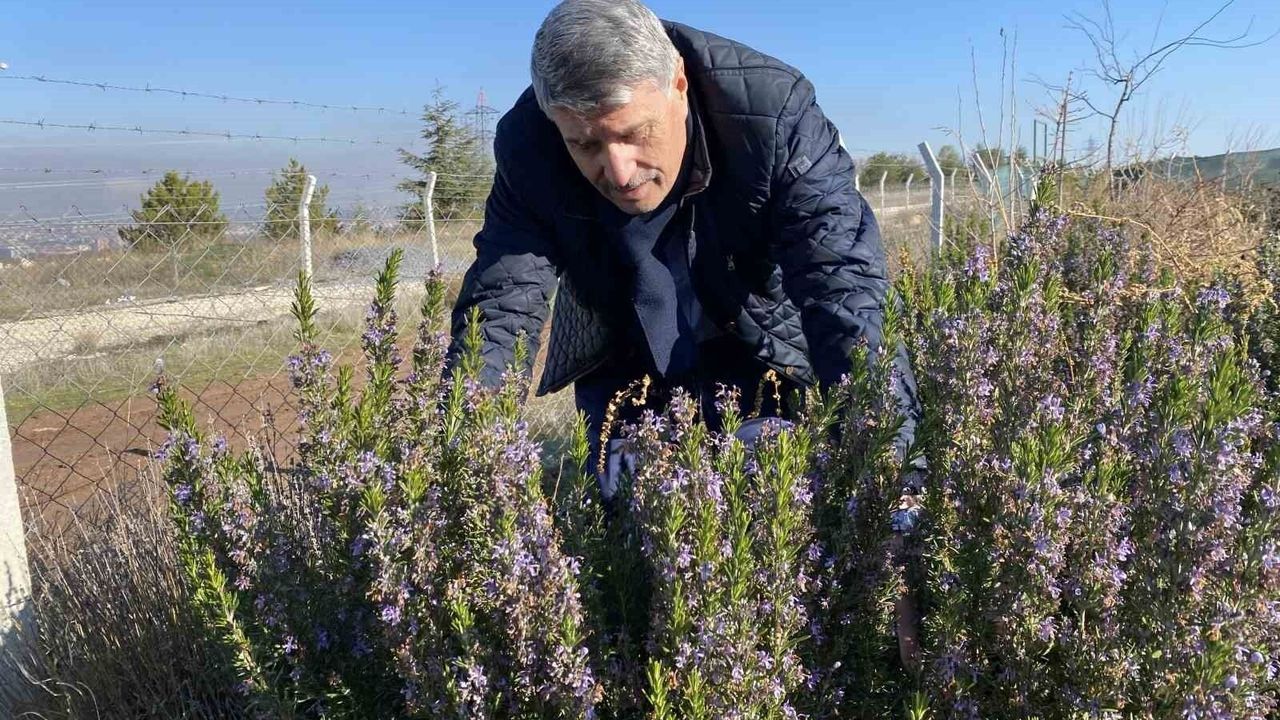 Yapılan 10 yıllık çalışma sonucunda artık üretilebiliyor