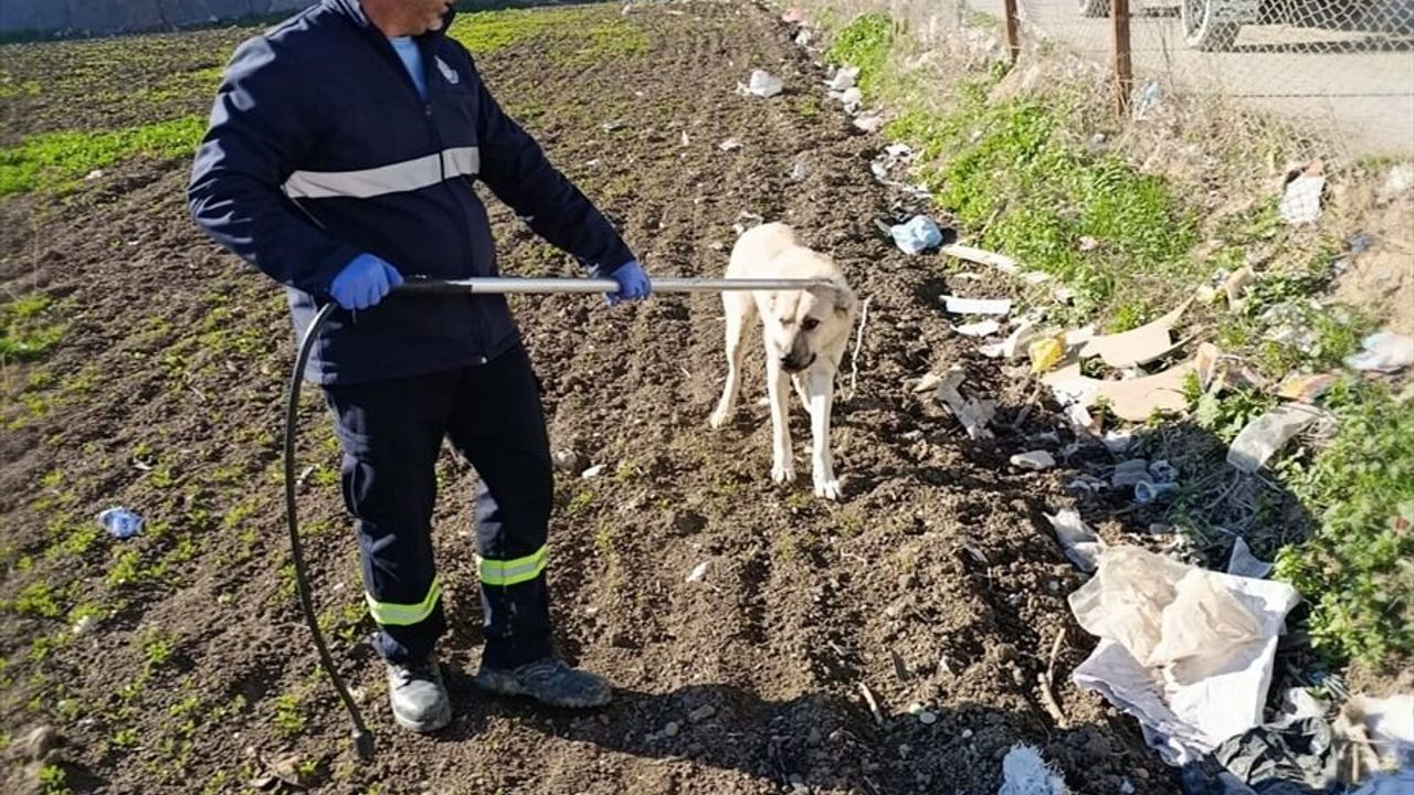 Sahipsiz köpekler belediye ekiplerince toplanıyor