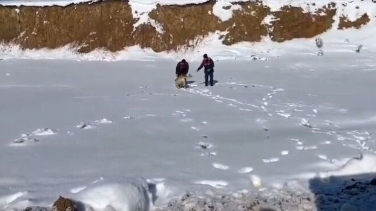 Saraykent'te doğaya yem bırakıldı