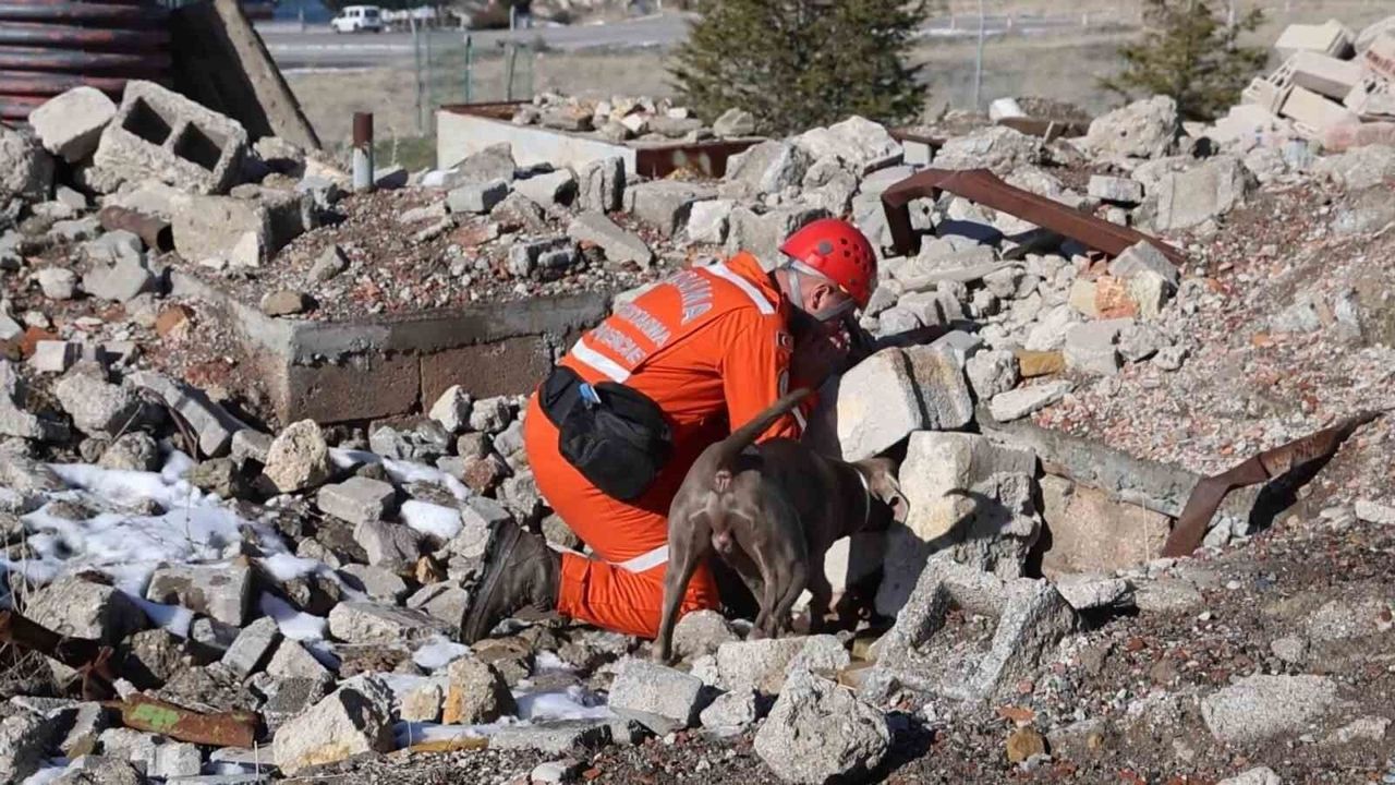 JAKEM'de deprem sonrası umut arayan patiler