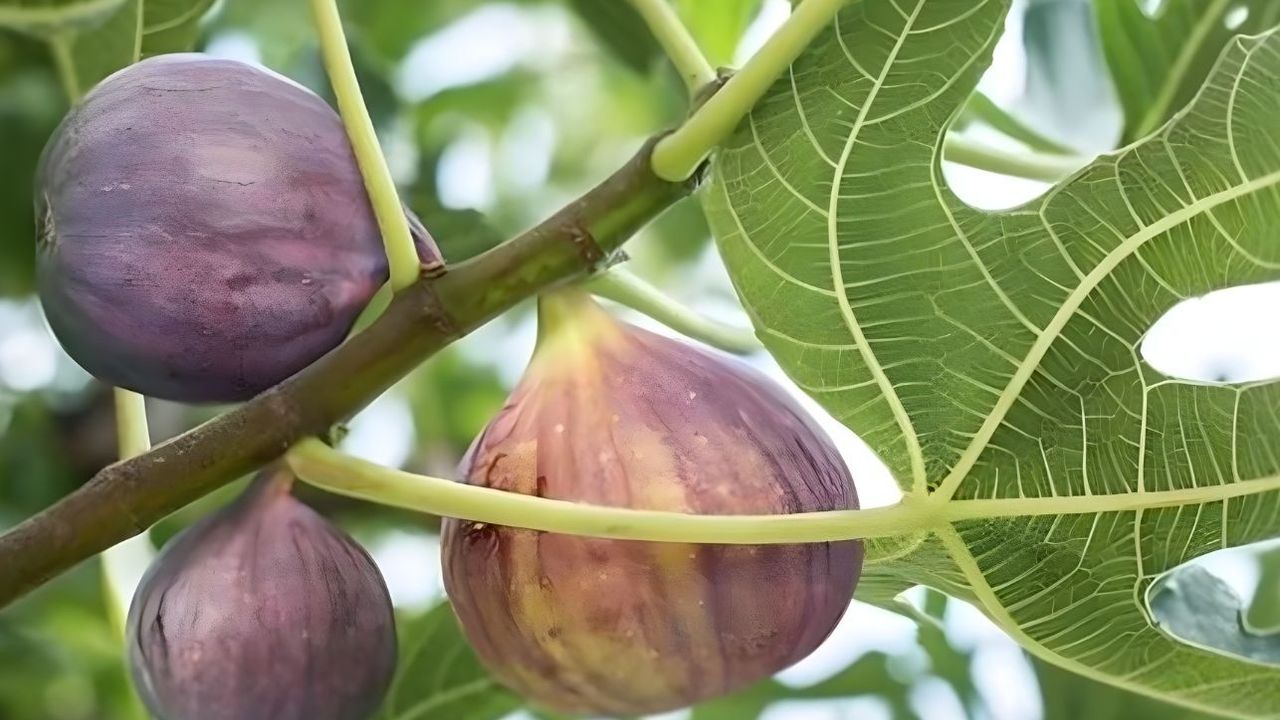 Büyükincirli köyünde incirden geriye sadece isim kaldı
