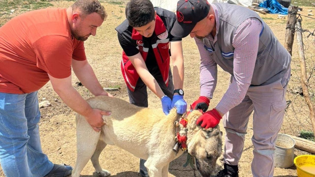 Yozgat’ta mikroçip ve kuduz aşısı zorunlu: Cezalar açıklandı