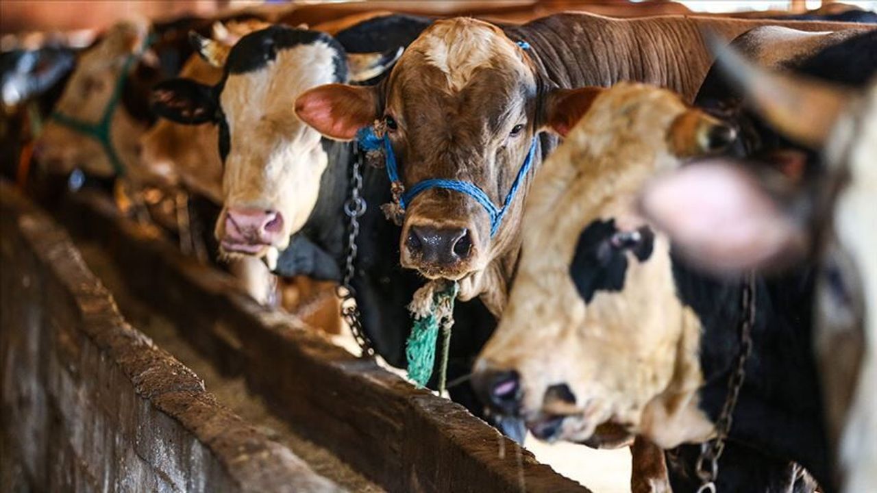 Boğazlıyan Kırmızı Et Üreticileri Birliği Yönetim Kurulu Başkanı: Hayvancılık tarımın en büyük gücüdür