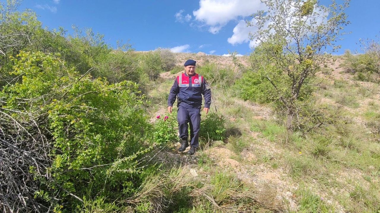 Yozgat'ta Cehrilik Lalesi koruma altında