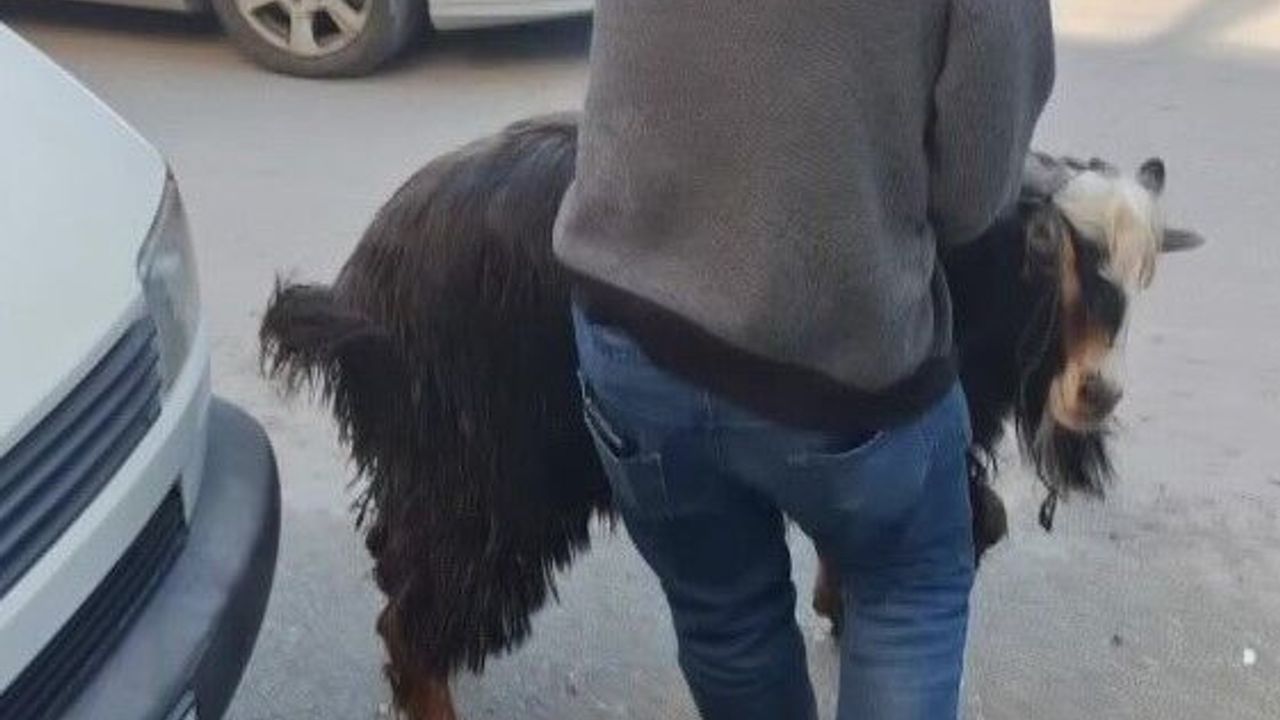 Kurbanlık keçi kaçtı, vatandaşlar kovaladı