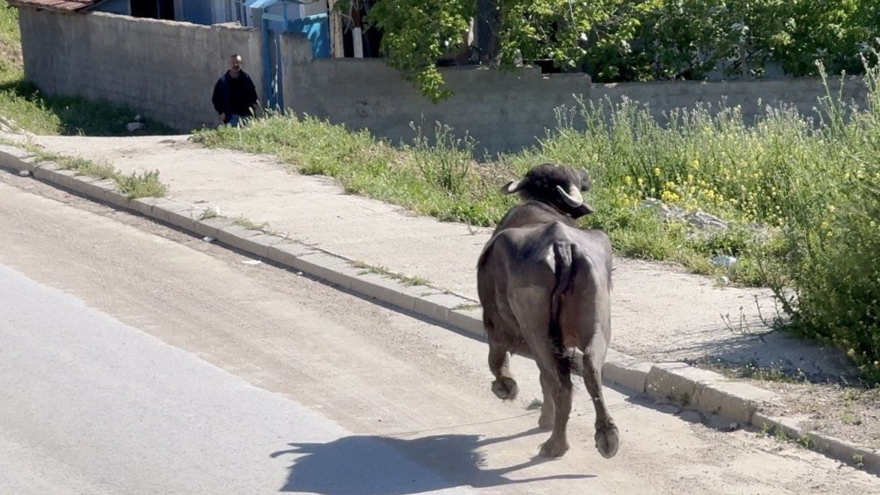 Kontrolden çıkan kurbanlık ortalığı karıştırdı