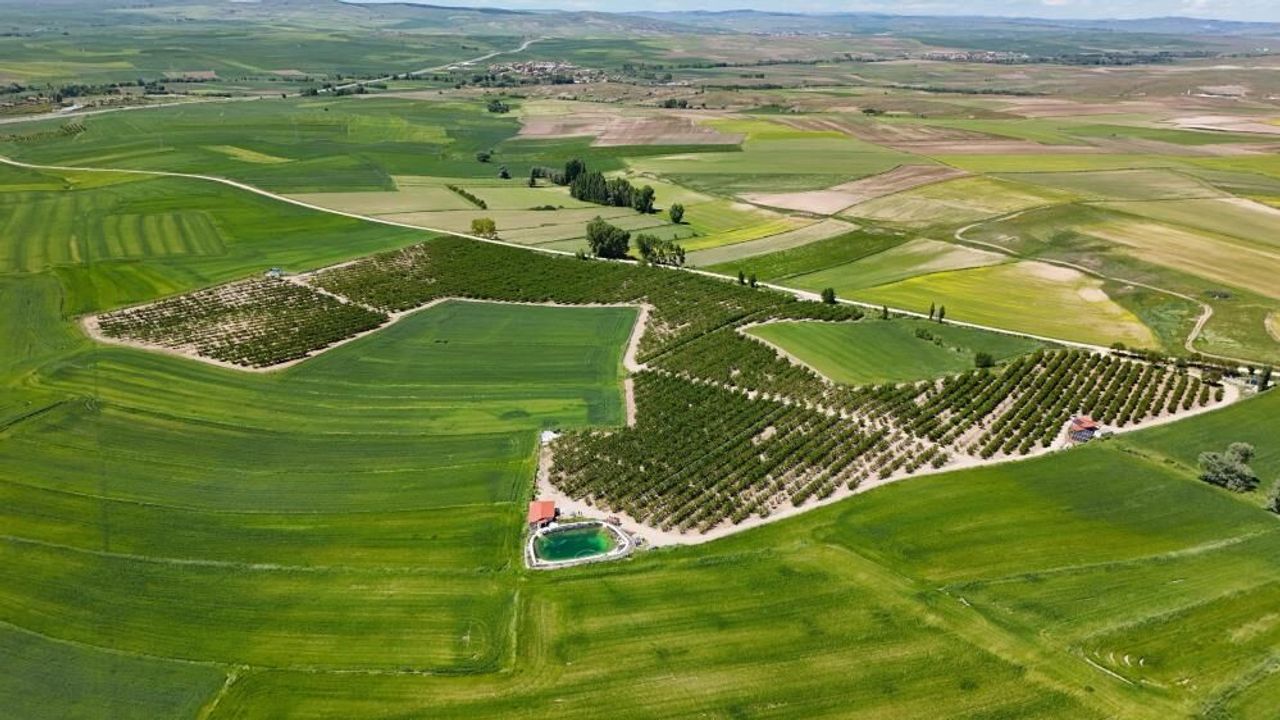 Yozgat'ta rekor üretim: Bu yıl hedef 200 ton