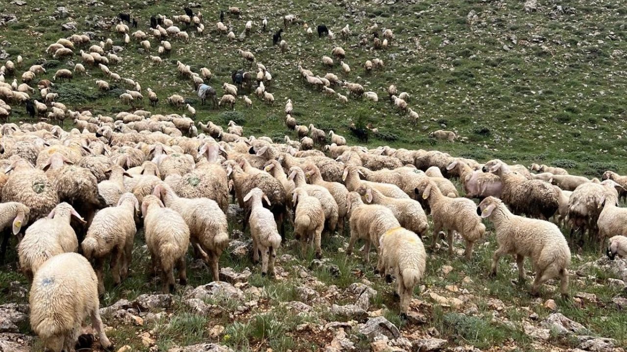 Koyun sürüsüne yıldırım düştü! 5 koyun telef oldu